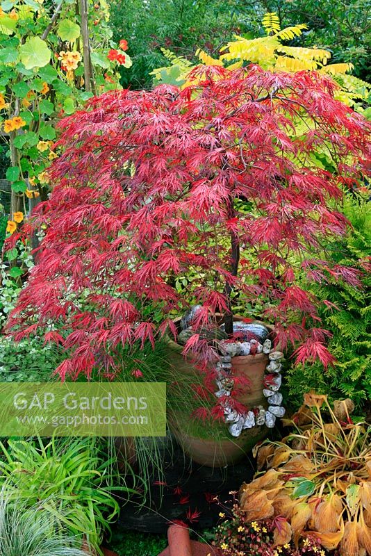 Acer palmatum 'Crimson Queen' - Dissectum Group colouring up in the autumn in a deep terracotta pot decorated with patterned boulders and a necklace of threaded flints and backed by yellow foliage.