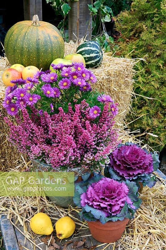 Autumn harvest of apples, quince and squash with containers of ornamental cabbage, Cape heath, Erica gracilis and Michaelmas Daisy, Island Series, Aster novi-belgii 'Tonga'.