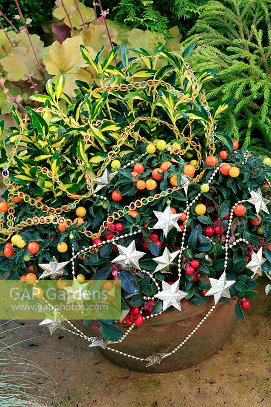 Brightly coloured foliage and berries for autumn and winter in a terracotta bowl with decorations added for a Christmas theme . Winter Cherry, Solanum capsicastrum with Gaultheria procumbens and Euonymus japonicus 'Aureopictus'.