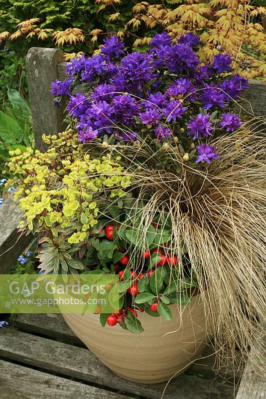 Hardy shrubs and perennials for spring display in a container. Rhododendron 'Azurika', Carex comans bronze, Euphorbia x martinii Helena's Blush and Gaultheria procumbens. 