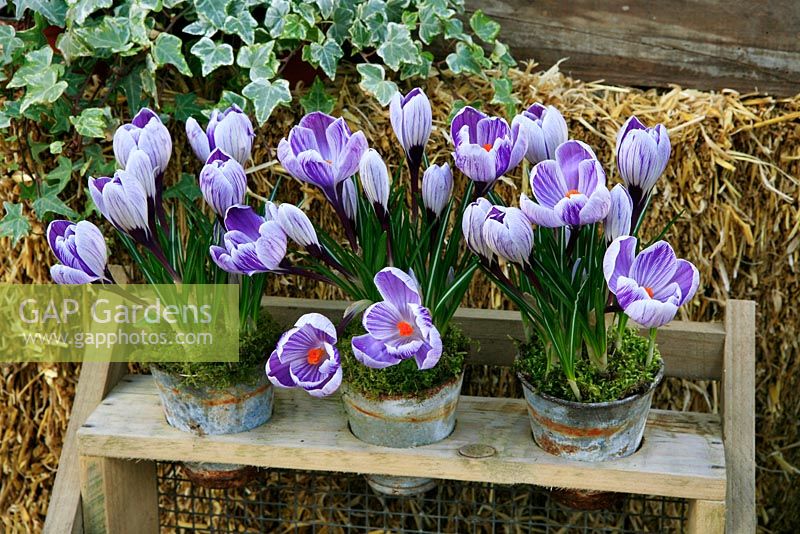 Crocus 'Pickwick' growing in small weathered metal pots set in a plant stand and mulched with moss.