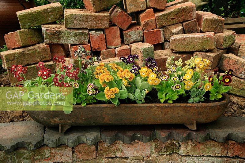 Primula auricula growing in a rusty cast iron feeding trough on top of a crumbling brick wall.