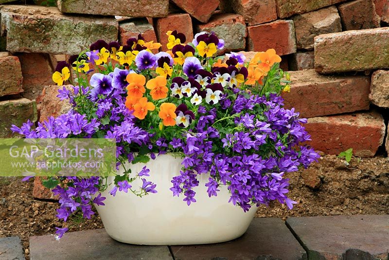 Viola 'Sorbet Select Mix' and Campanula poscharskyana growing in a white glazed container by a crumbling brick wall. 