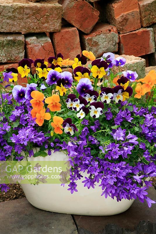 Cottage garden favourites for Spring and early summer growing in a white glazed container sat on top of a crumbling brick wall. Viola 'Sorbet Select Mix' and Campanula poscharskyana.