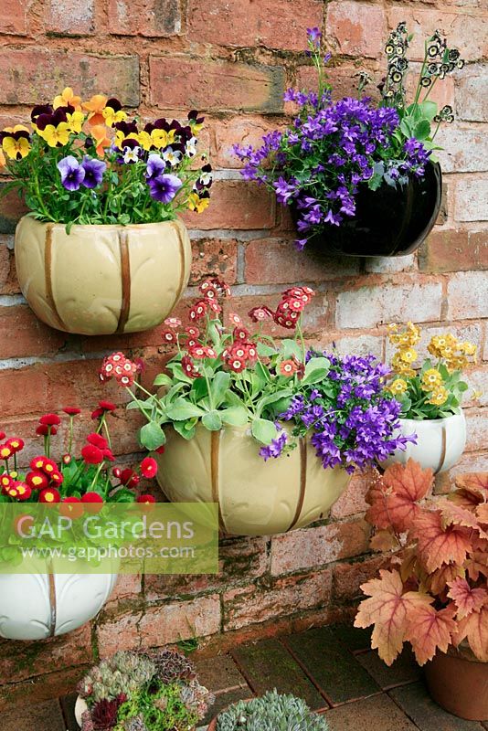 Ceramic wall pots planted with spring favourites including Primula auricula, Campanula poscharskyana, Bellis perennis 'Tasso Red' and Violas with houseleeks and Heucheras at the base.