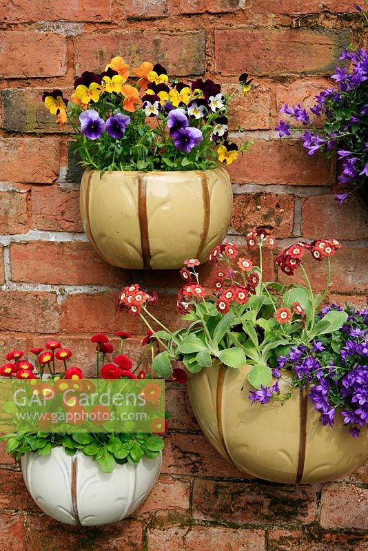 Ceramic wall pots planted with spring favourites including Primula auricula, Campanula poscharskyana, Bellis perennis 'Tasso Red' and Violas.