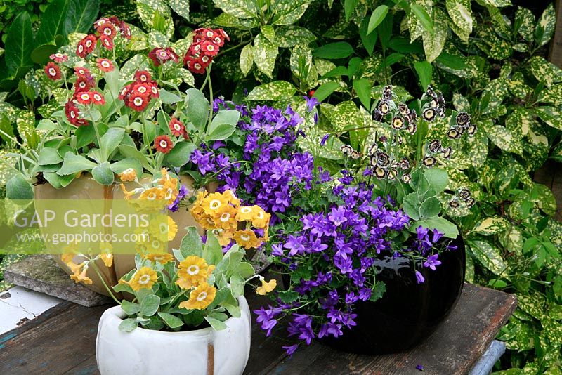 Choice cultivars of Primula auricula growing in ceramic pots with Campanula poscharskyana highlighted against a backdrop of spotted laurel.