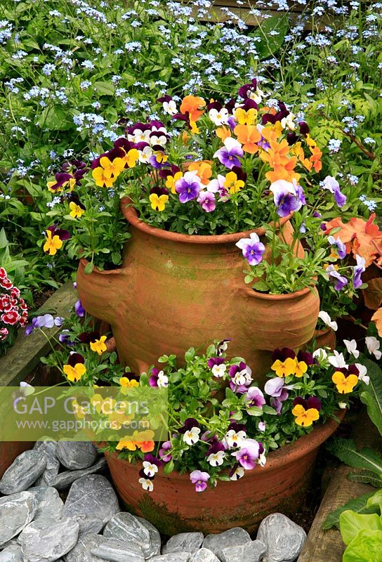 Mixed Violas planted in the pockets of a terracotta strawberry pot with more plants around the rim of a pan underneath to increase the flower power.