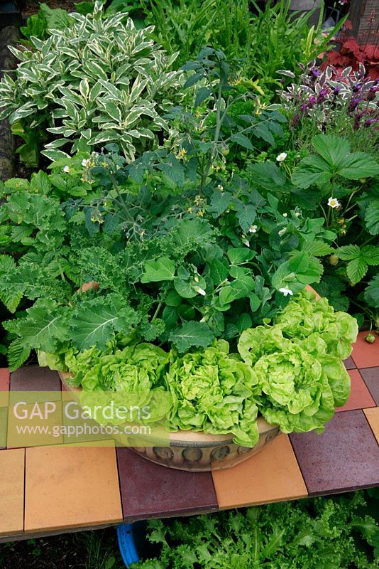 Dwarf vegetables growing in a shallow bowl on a tiled bench. Lettuce 'Tom Thumb', Pea 'Little Marvel', cherry Tomato 'Sweet 'n' Neat' and Kale 'Dwarf Green Curled'.
