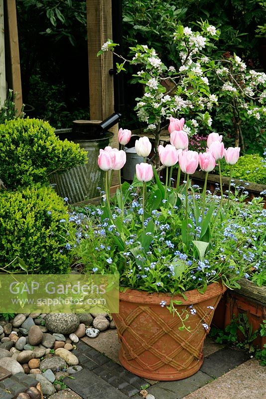 Tulipa 'Playgirl' underplanted with forget-me-nots in a basketweave decorated terracotta pot on paving alongside a clipped box topiary bird.