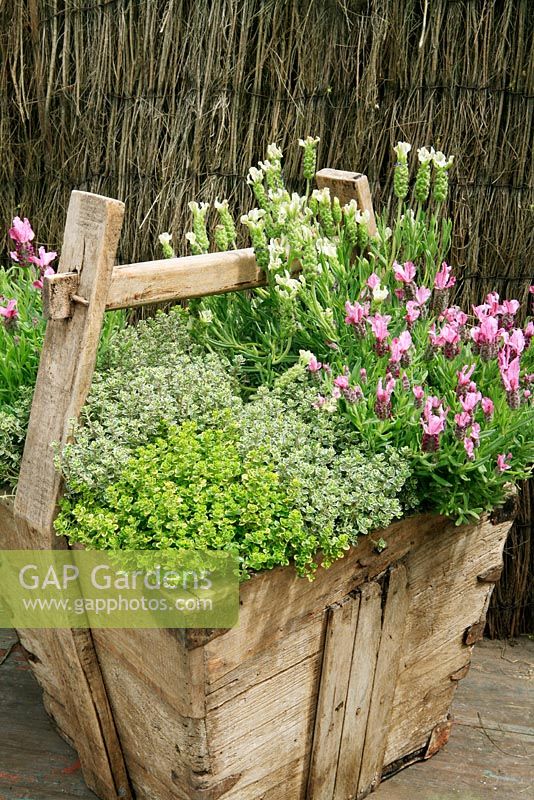 French lavender and variegated thyme growing in a rustic, much repaired wooden trug.