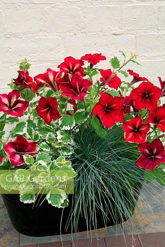 Petunia flowers softened with foliage in a black plastic trough. Petunia 'Crazytunia Mandevilla' with Festuca 'Elijah Blue' and Plectranthus 'Mint Leaved'. 