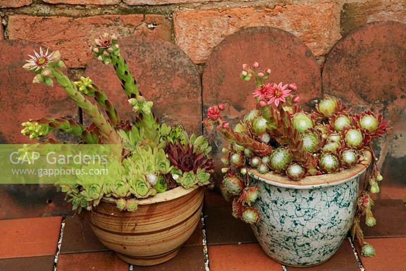 Houseleeks, Sempervivum in flower in glazed containers stood against a hot brick wall.