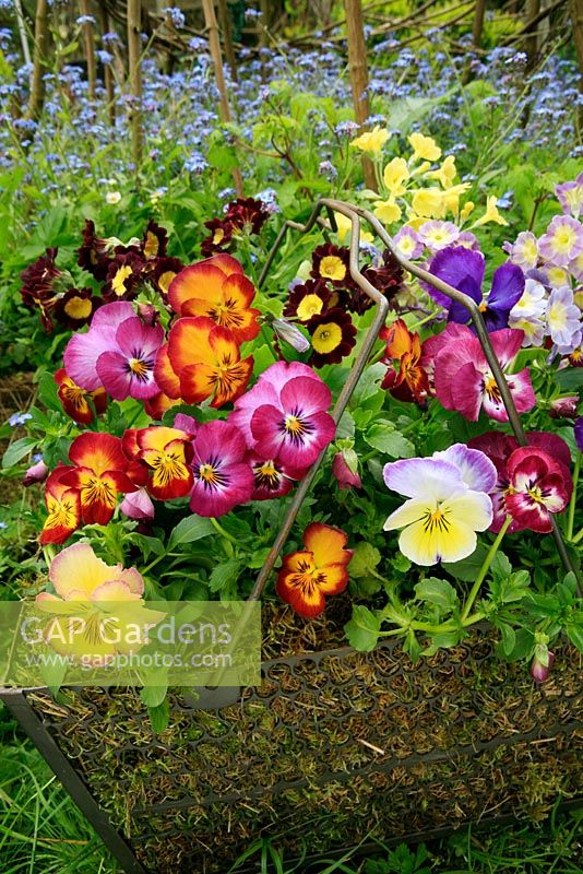 Violas and Primula auricula growing in a wire basket lined with moss.