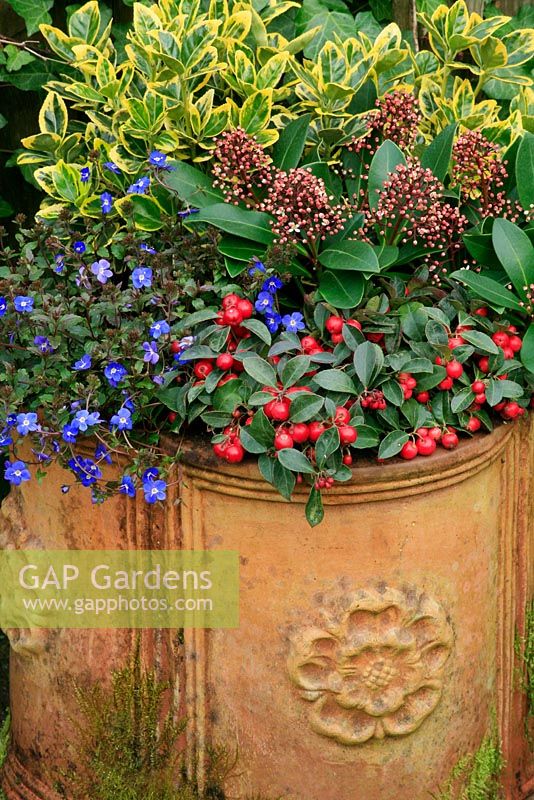 Winter colour from flowers, buds and berries from October to April in a terracotta container. Gaultheria procumbens on the rim with Veronica umbrosa 'Georgia Blue', Skimmia 'Rubella' and Euonymus japonicus 'Ovatus Aureus'.