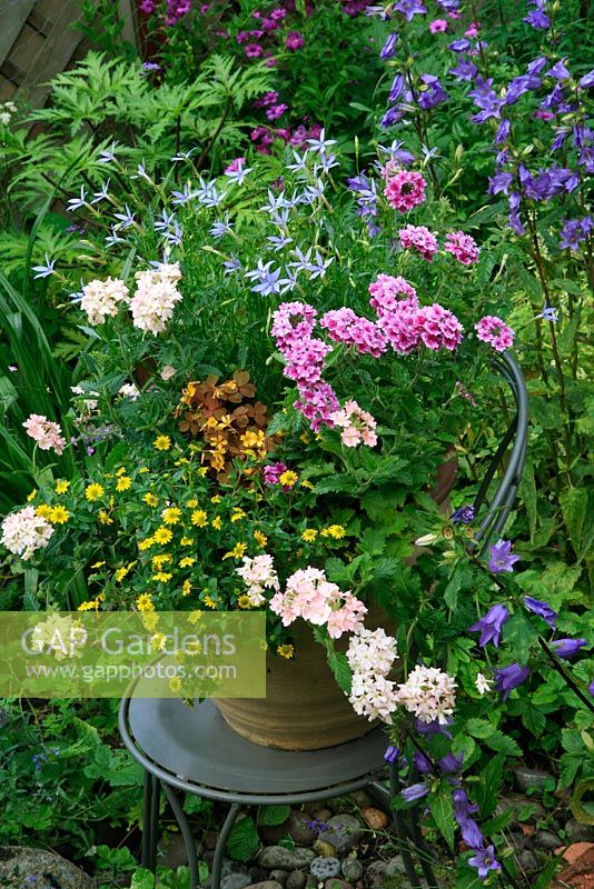 Terracotta pot raised up on a chair to give added prominence and planted exclusively with summer trailers. Verbena 'Tonic Pink Candy' with Verbena 'Aztec Coral', Oxalis 'Sunset Velvet', Sanvitalia 'Sunny Super Gold' and Isotoma 'Starshine Blue'.