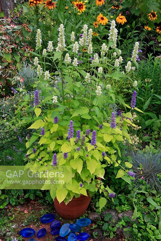 Two seed raised varieties of Giant Hyssop, Agastache rugosa albiflora and Agastache rugosa 'Golden Jubilee' in flower in a terracotta pot in front of a late summer border.