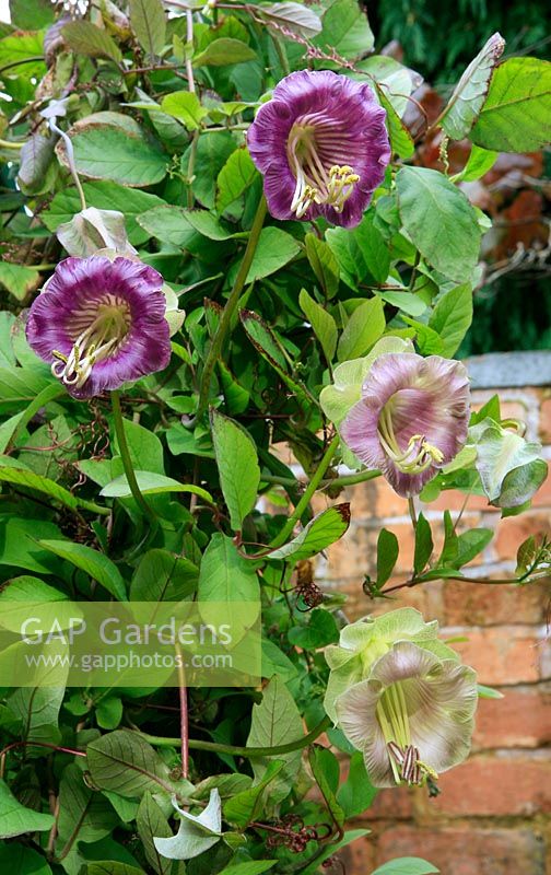 Cobaea scandens - Cup and Saucer Vine, growing up an obelisk and showing how the flowers change from greenish white to pink and then purple.