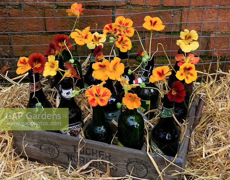 Nasturtium flowers and seed heads cut and displayed in beer bottles in a wooden brewery crate.