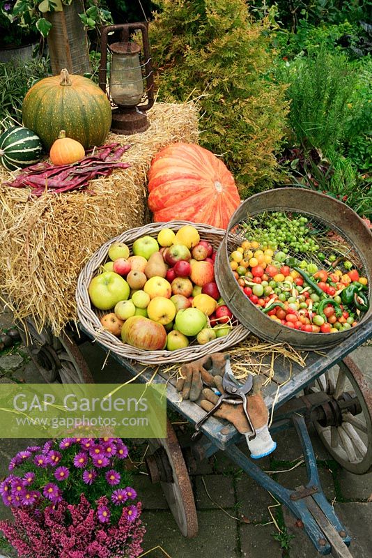 Late summer and autumn harvest of fruits and vegetables gathered on a flat topped farm cart including apples, pears, peppers, tomatoes, beans, pumpkins and squash