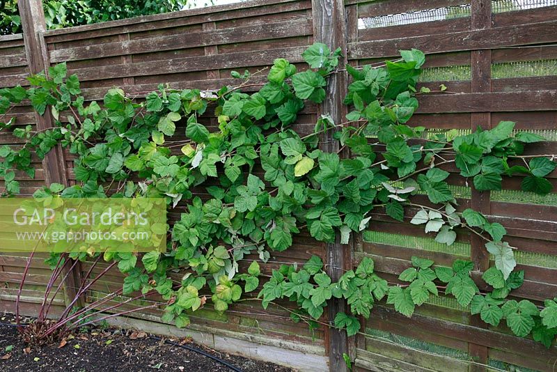 Rubus fruticosus x idaeus. Fence trained Tayberry tied in to parallel wires showing the plant after the old fruiting stems have been cut out and the new stems that will fruit next year tied in.