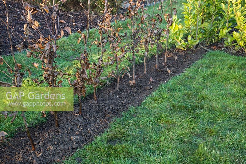 A newly planted row of bare root Fagus sylvatica