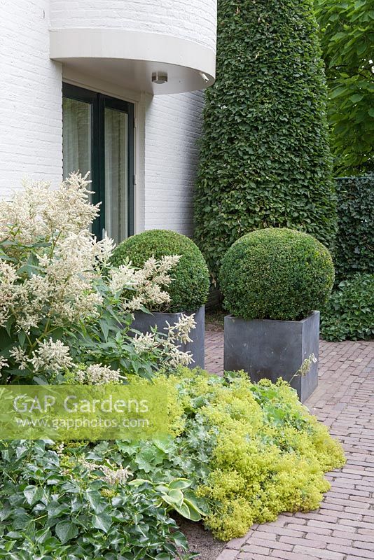 Entrance, containers with Buxus sempervirens balls.
