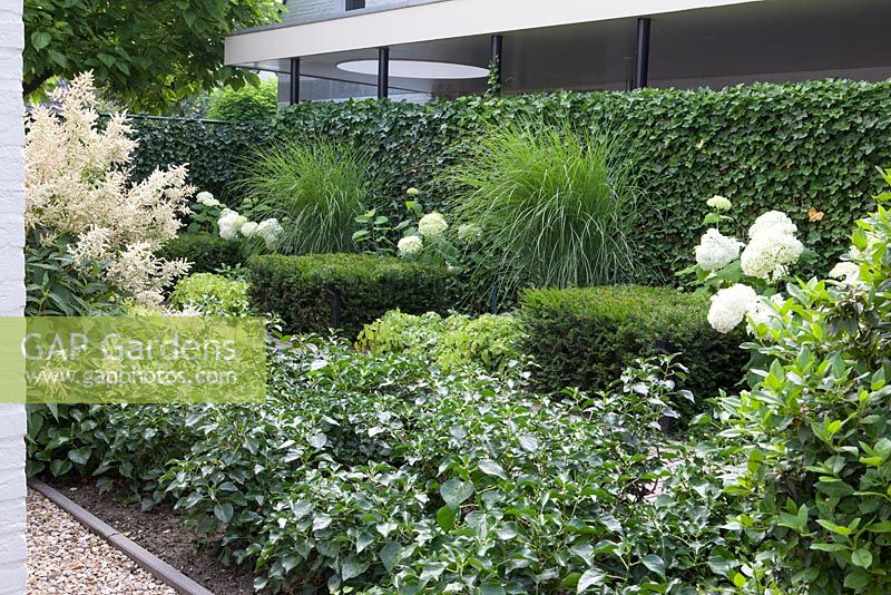 Shade garden with Hedera helix 'Arborecens', Taxus baccata blocks, Aruncus, Miscanthus and Hydrangea arborescens 'Annabelle'