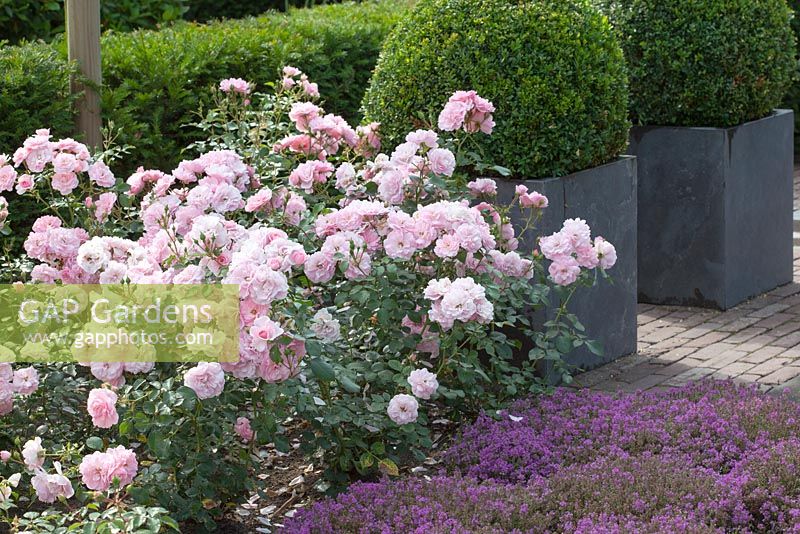 Thymus and Rosa in border. Containers with Buxus sempervirens