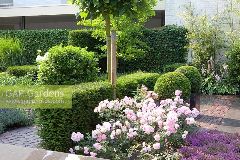 Taxus baccata hedge with Rosa 'Bonica' in front. Containers with Buxus sempervirens balls
