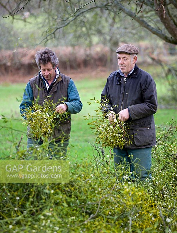 Mistletoe being harvested near Tenbury Wells, Worcestershire. Farmer harvesting mistletoe.