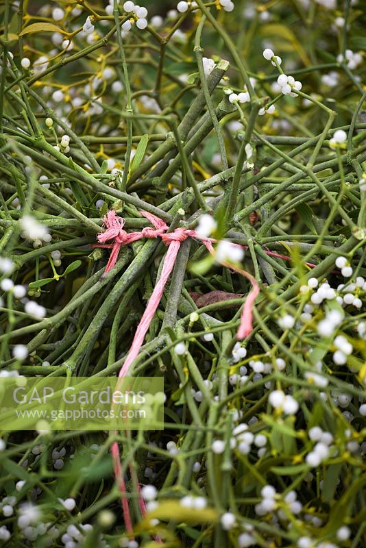 Tied mistletoe bundle. Holly and mistletoe auction, Tenbury Wells, Worcestershire