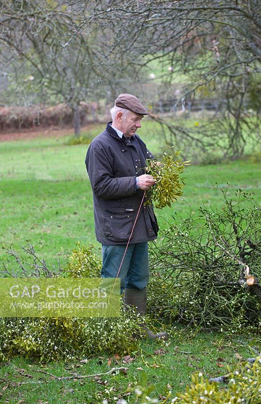 Mistletoe being harvested near Tenbury Wells, Worcestershire. Farmer ties the harvested mistletoe into large bundles making it easier to transport
