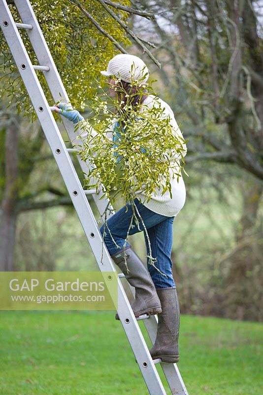 Woman on ladder harvesting mistletoe