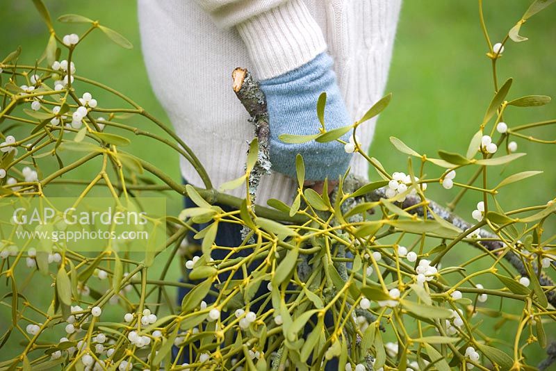 Woman holding a bunch of mistletoe