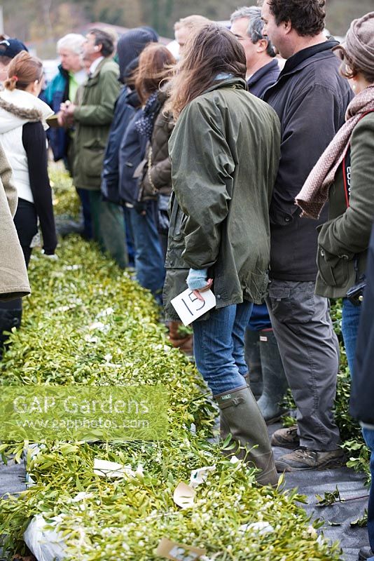Mistletoe auction, Tenbury Wells, Worcestershire