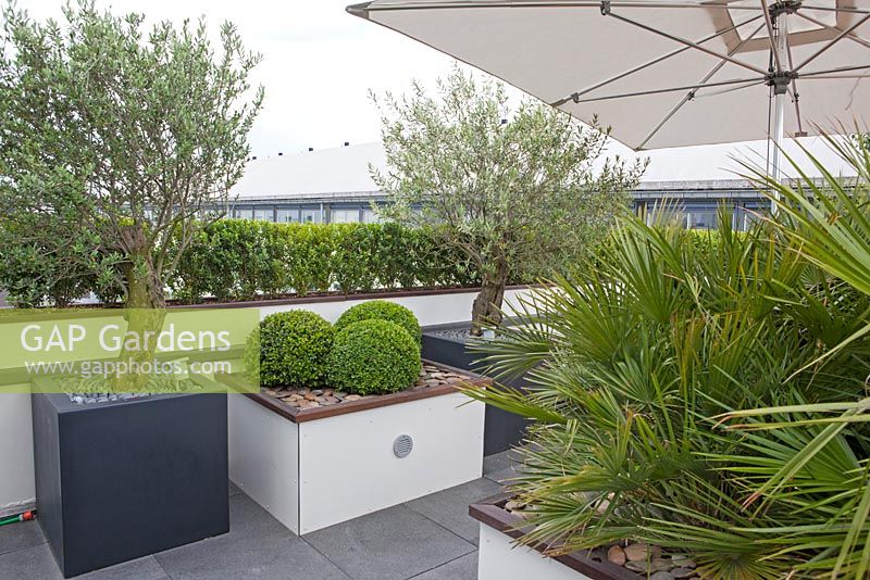 Containers with Olea, Buxus on a roof terrace garden.