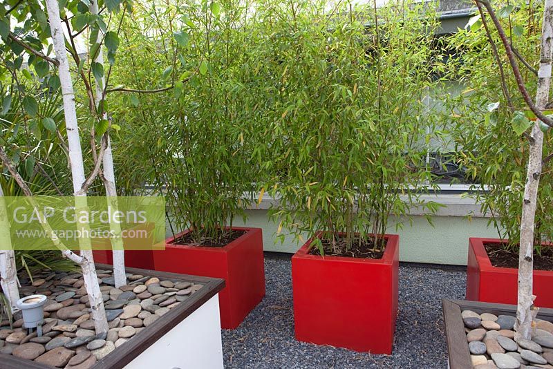 Phyllostachys aurea in red containers on a roof terrace garden in Rotterdam, Holland.