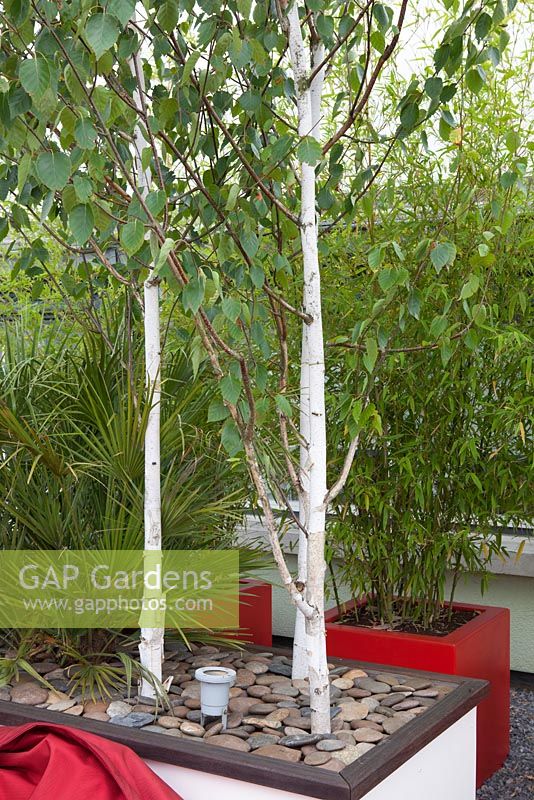 Containers with Betula utilis 'Doorenbos' and bamboo on a roof terrace garden in Rotterdam,