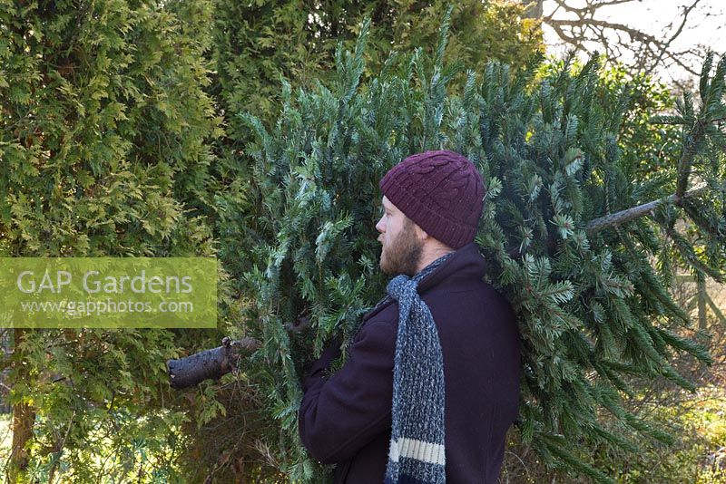 A man carrying a Christmas tree over his shoulder