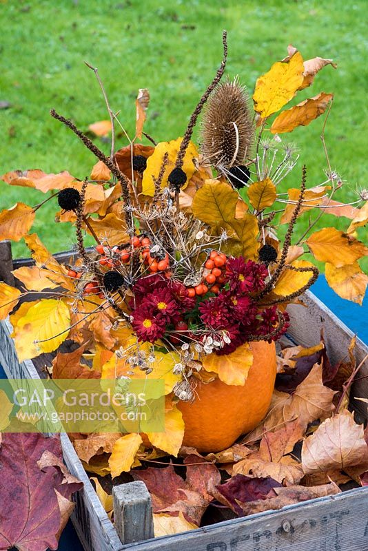 Autumn flower arrangement in pumpkin 'vase' in garden with leaves, chrysanthemums and seedheads