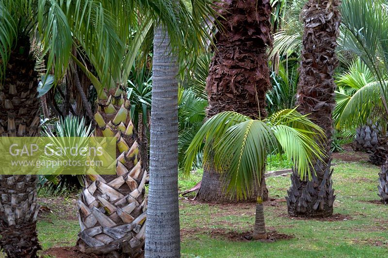 The Palm Garden, Jardim Botanico, Funchal, Madeira