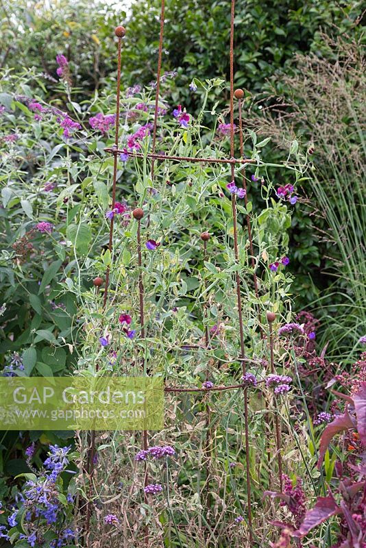 Sweet pea plant support, crafted by Roger Cole-Jones
