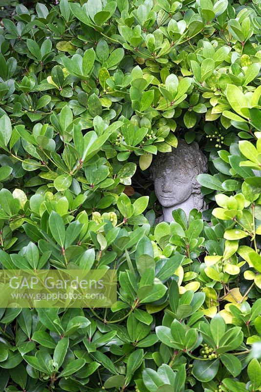 Pittosporum hedge with a hidden bust