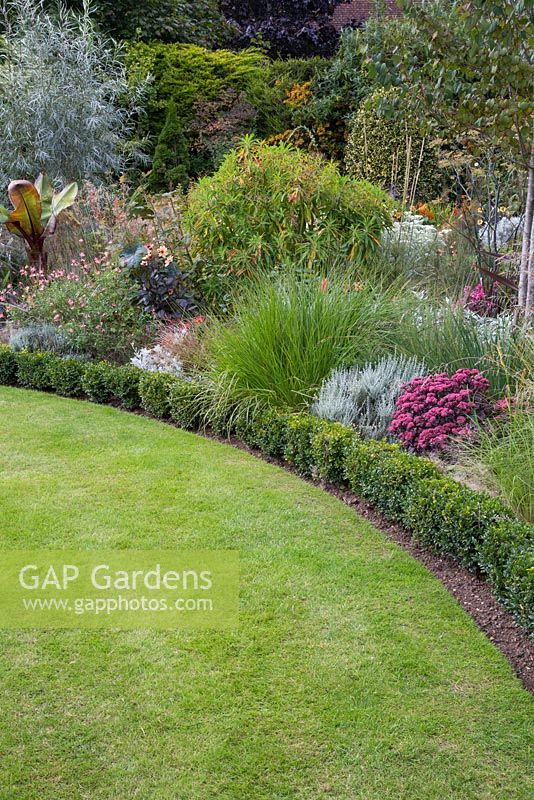 Curved border edged with Buxus sempervirens containing hot planting