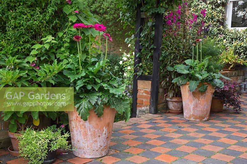 Gerberas in twin terracotta pots on a checkered patio