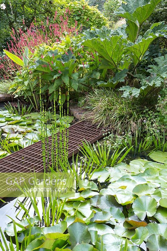 Rusted metal bridge crossing the pond with Equisetum japonicum, Water Lillies, Rodgersia and Persicaria