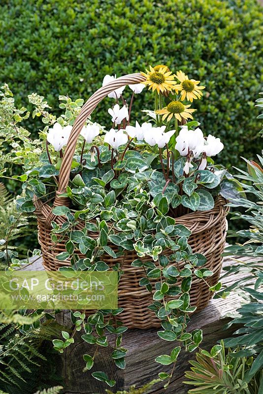 Step-by-Step planting autumn baskets. Step 10: Six weeks later, autumn basket planted with white Cyclamen persicum 'Miracle Mixed', golden coneflowers - Echinacea 'Sunseekers Mellow', trailing periwinkle and oregano.
