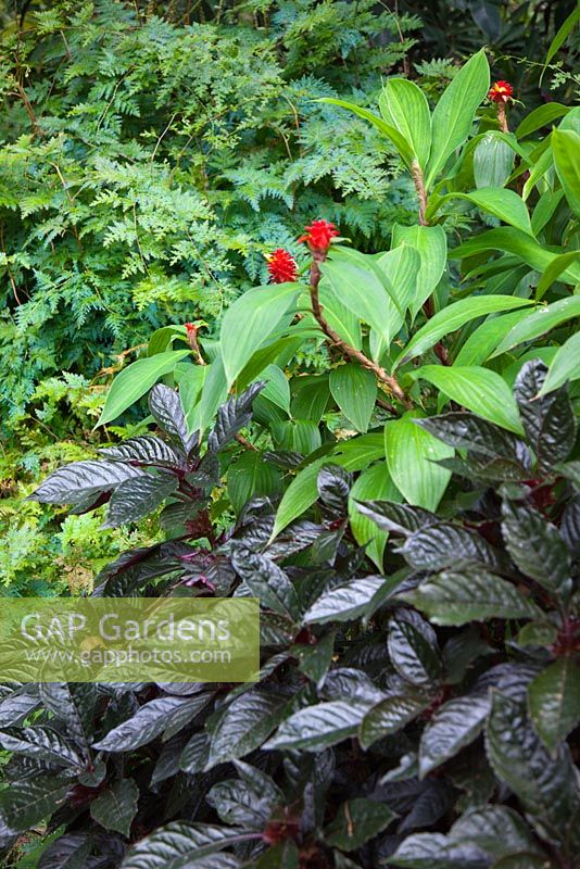 A layered planting with Hemigraphis colorata, waffle plant with purple foliage, Costus barbatus, spiral ginger with a red inflorescences and yellow flowers and Selaginella willdenowii, Peacock fern with blue green foliage.