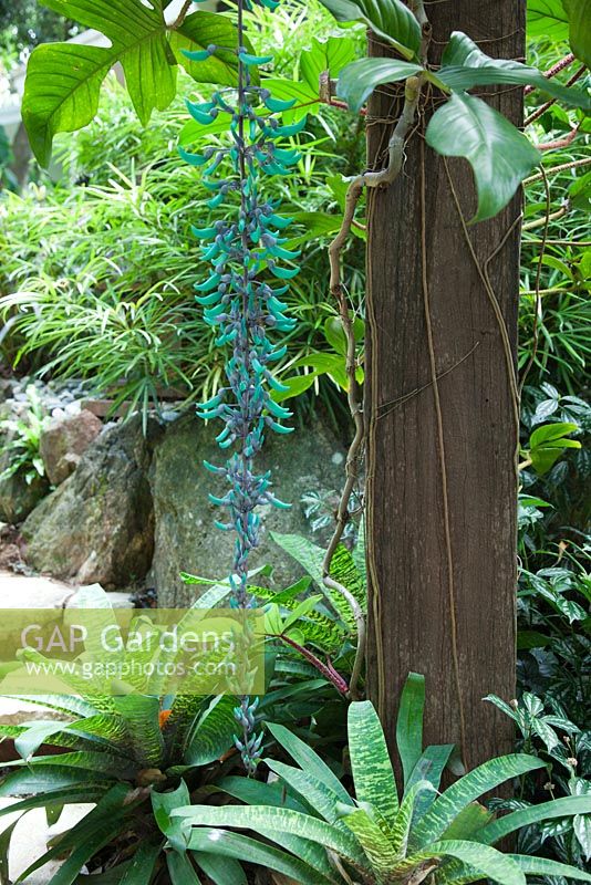 A flower stem of Strongylodon macrobotrys, Jade vine hanging off a timber pergola with pendulous green and blue beak shaped flowers, with an under planting of Vriesea hieroglyphica, bromeliads.
